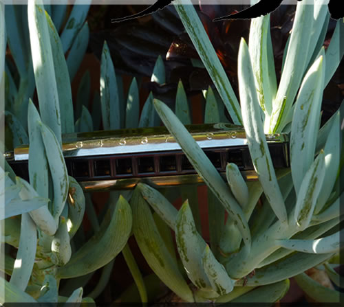 Close up photo of a harmonica in the branches of a succulent